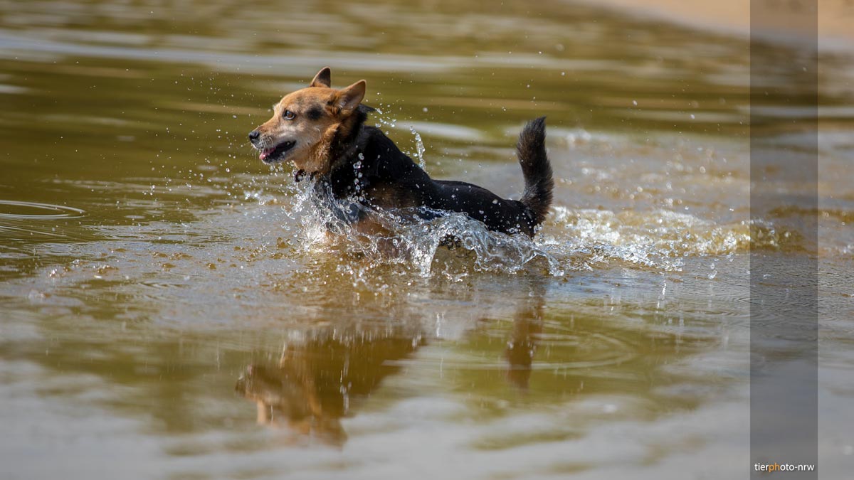 Hund springt duch Wasser
