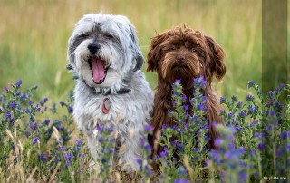 zwei kleine Hunde im Gras