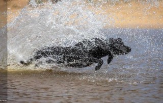 Hund im Wasser