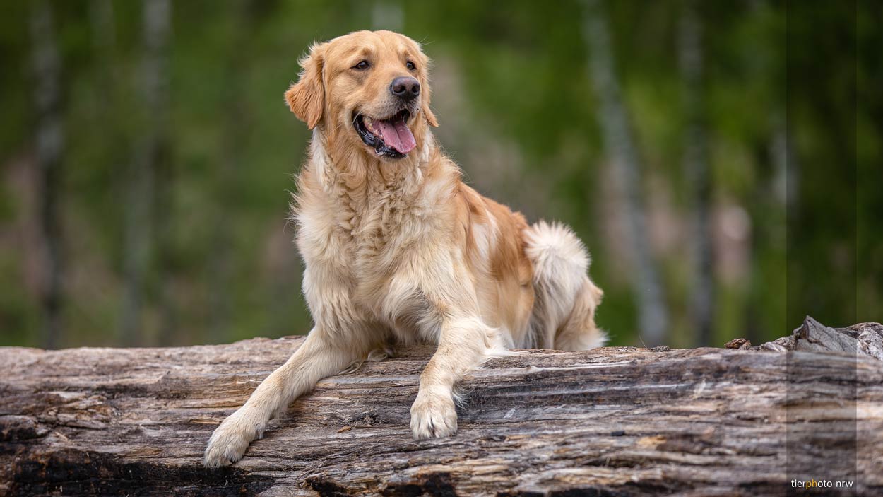 Hund in der Natur auf Holzbalken