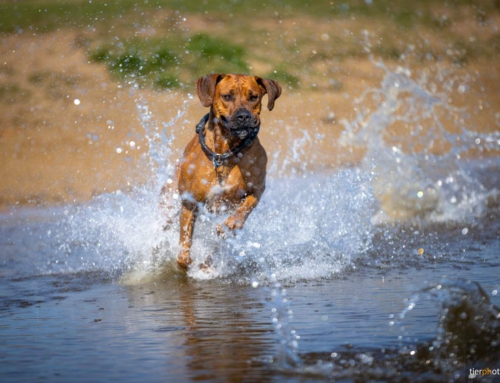 Hundefotos – Es macht einfach Spaß