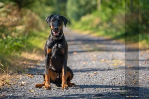 Hund-Dobermann-Tierfotograf-NRW-MA4 2280-1